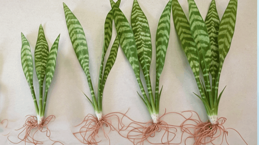 propagation by division