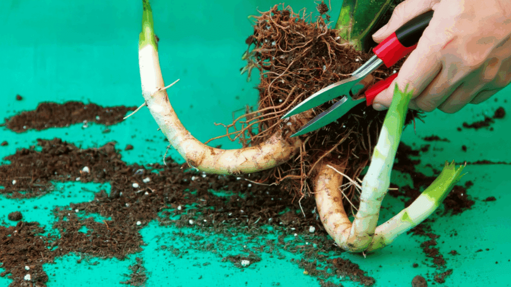 rhizome propagation optional advanced method