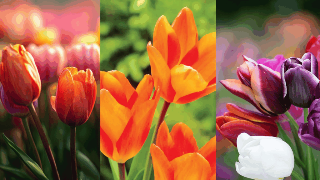 tulip varieties best suited for different climates