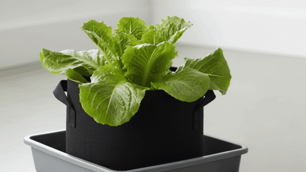 water fertilize harvest and replant for continuous salads