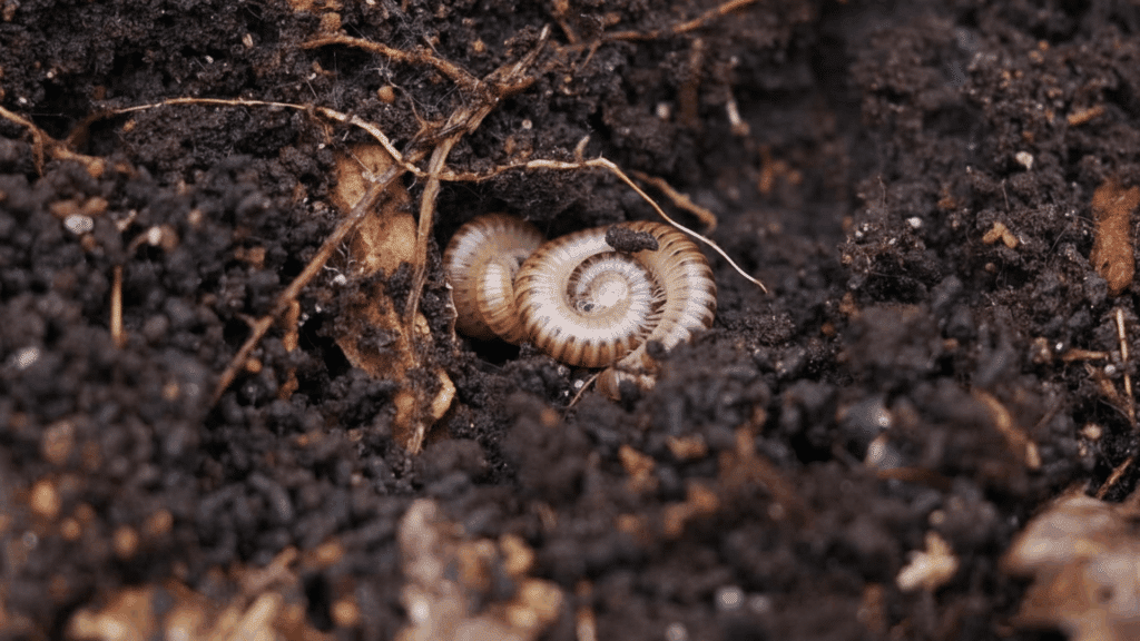 where does humus come from