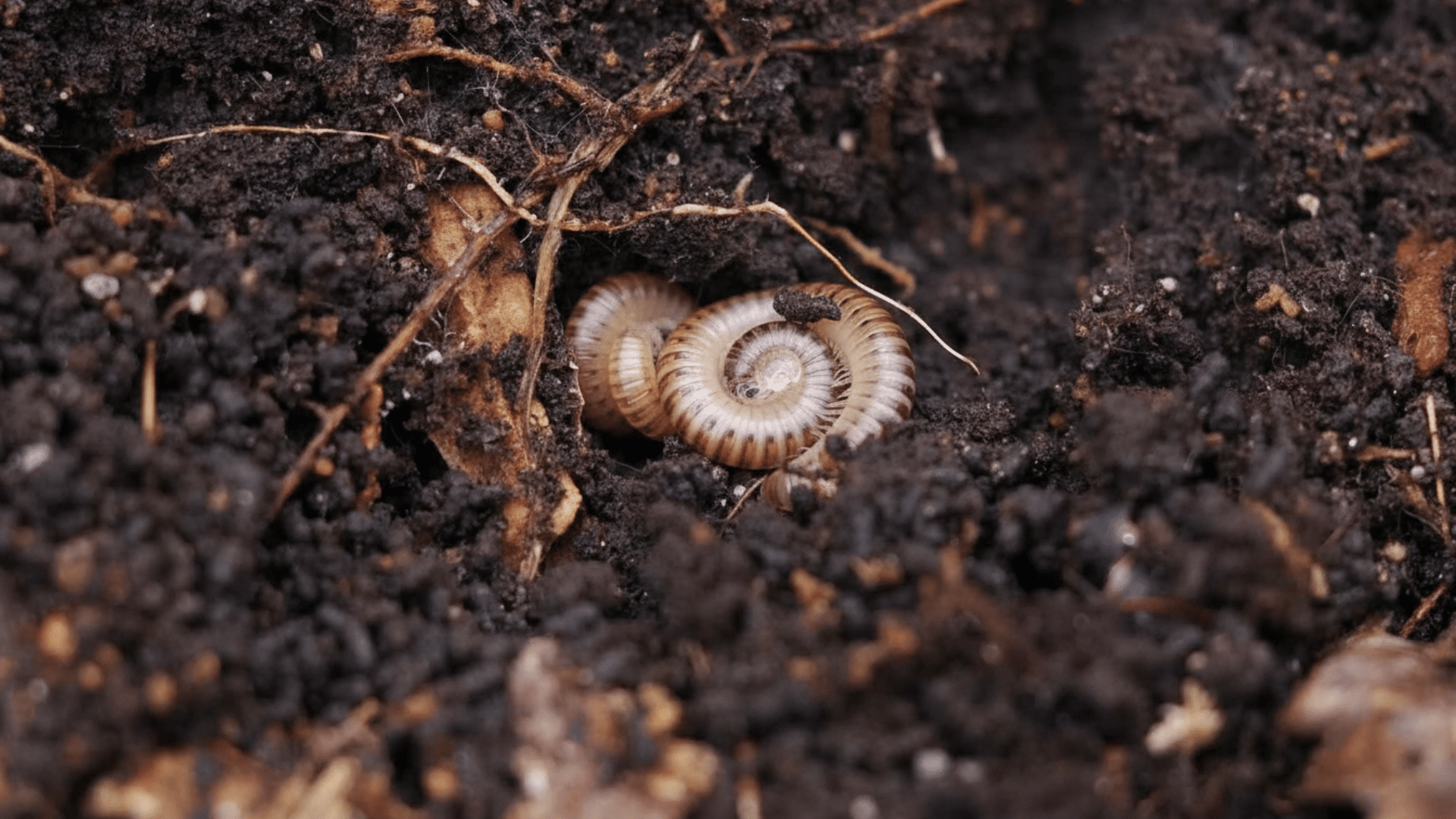 What is Humus in Soil? - Opple House