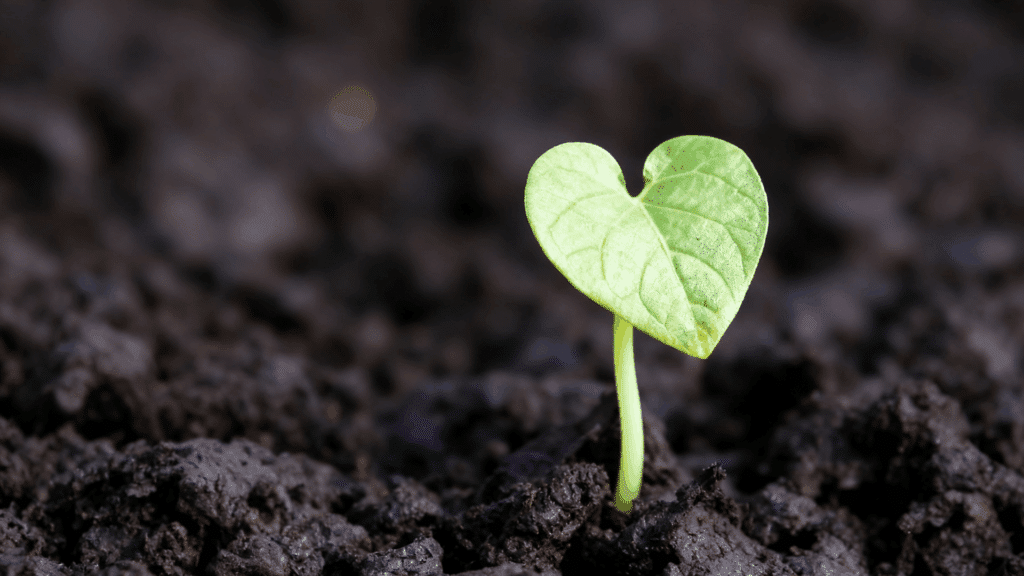 why is humus important