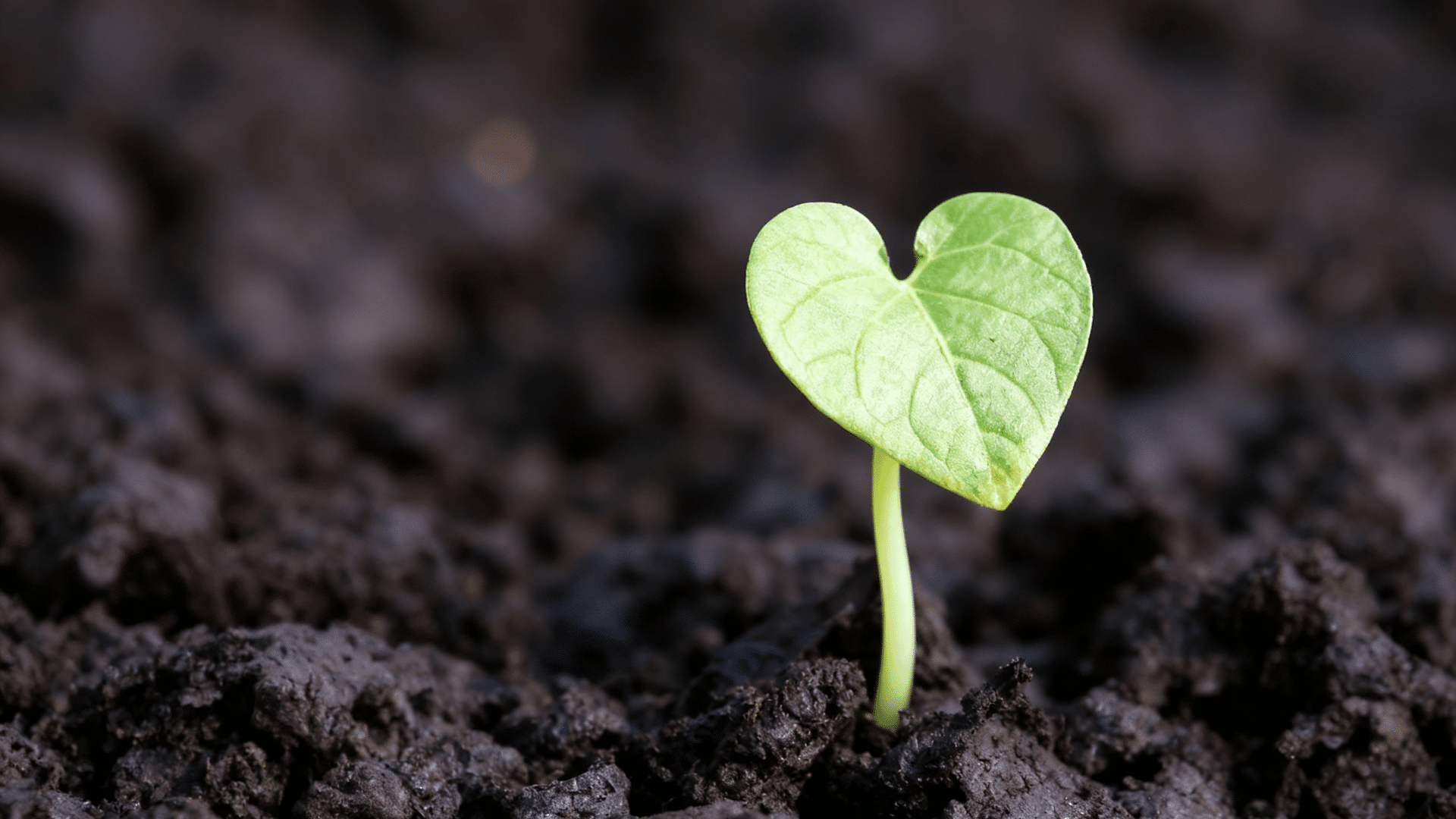 What is Humus in Soil? - Opple House