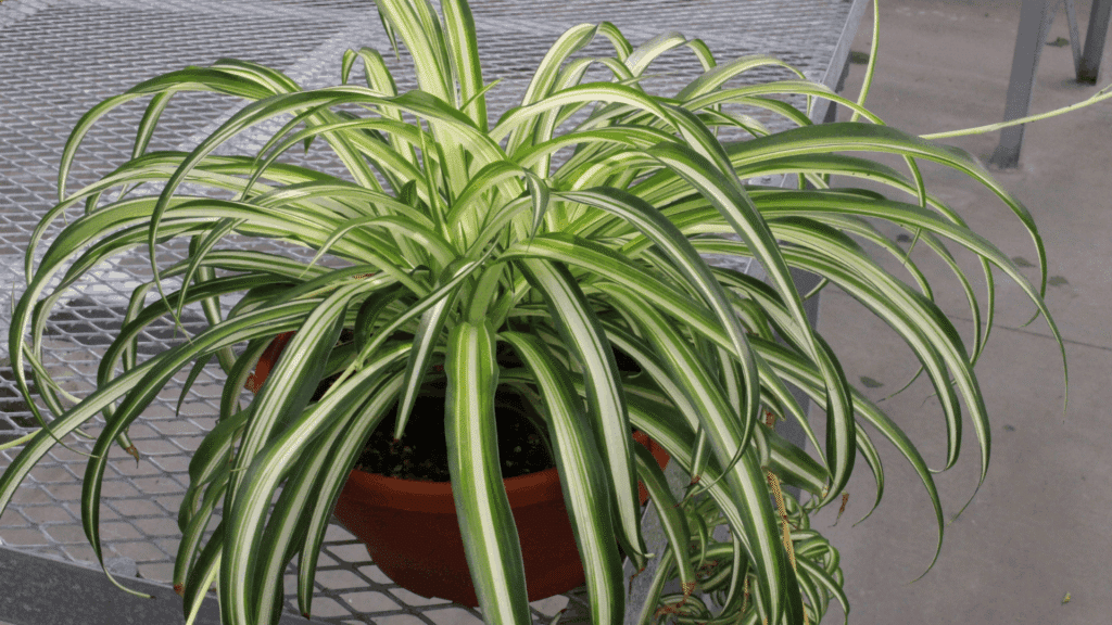 1. Variegated Spider Plant