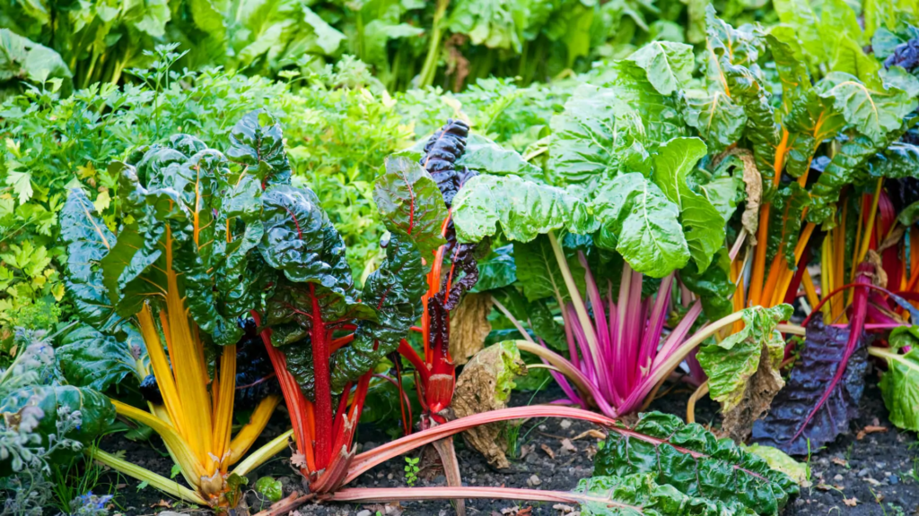 13. Swiss Chard