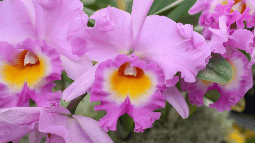 Cattleya Orchids