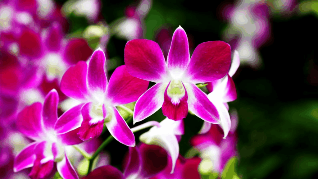 Dendrobium Orchids