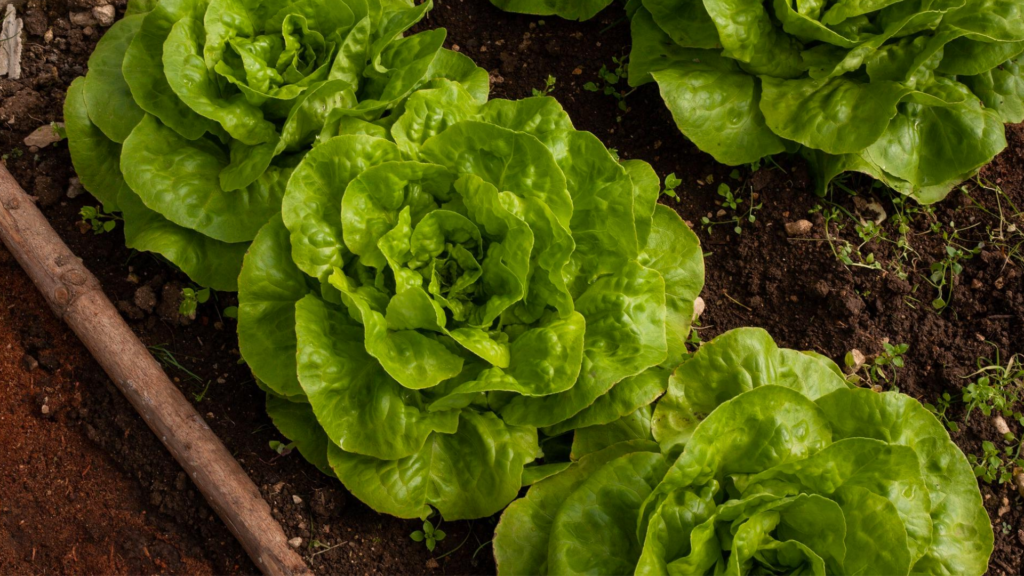 Lettuce