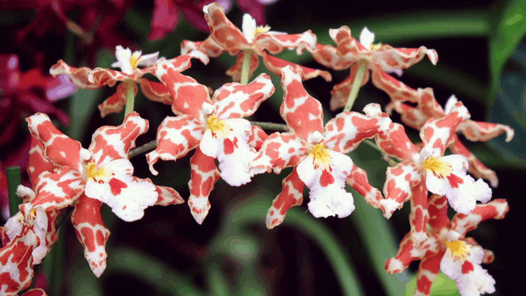 Oncidium Orchids