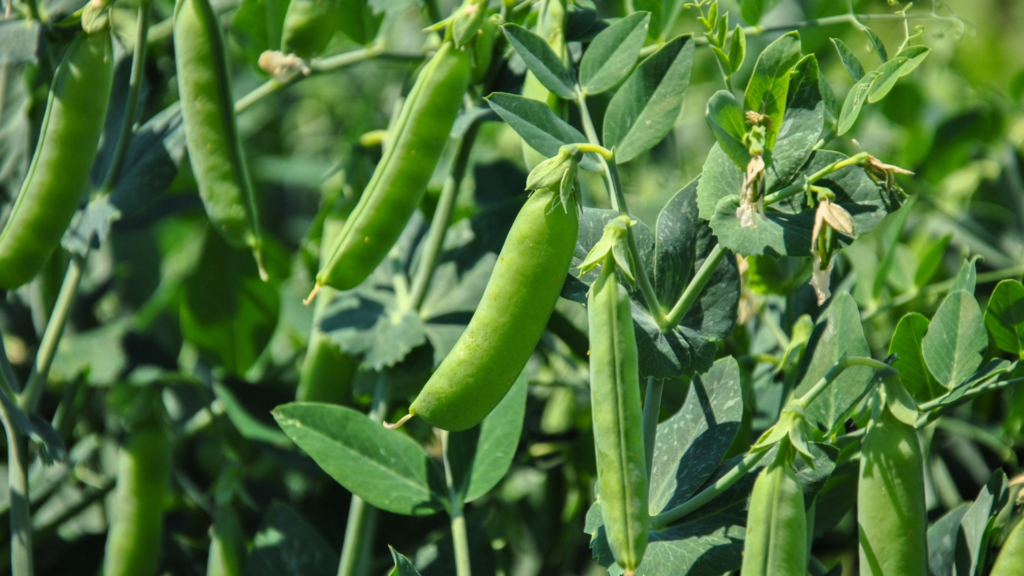 Peas