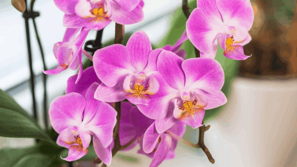 Phalaenopsis Orchids