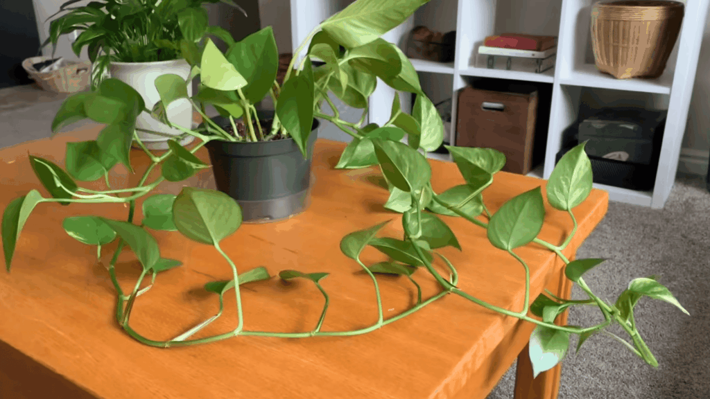 Step 1 Check if Your Pothos Is Ready to Be Trimmed