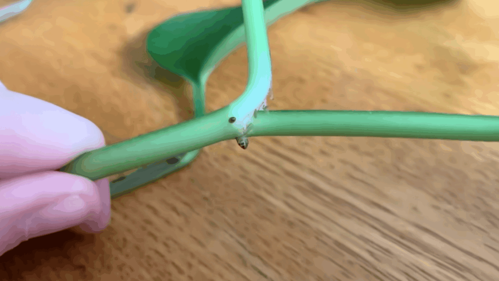 Step 2 Find the Nodes on the Stem