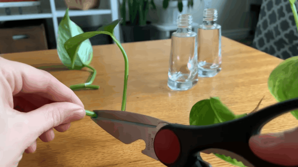Step 3 Cut the Pothos Stem Correctly