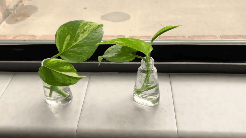 Step 5 Set the Cuttings in Bright and Indirect Light