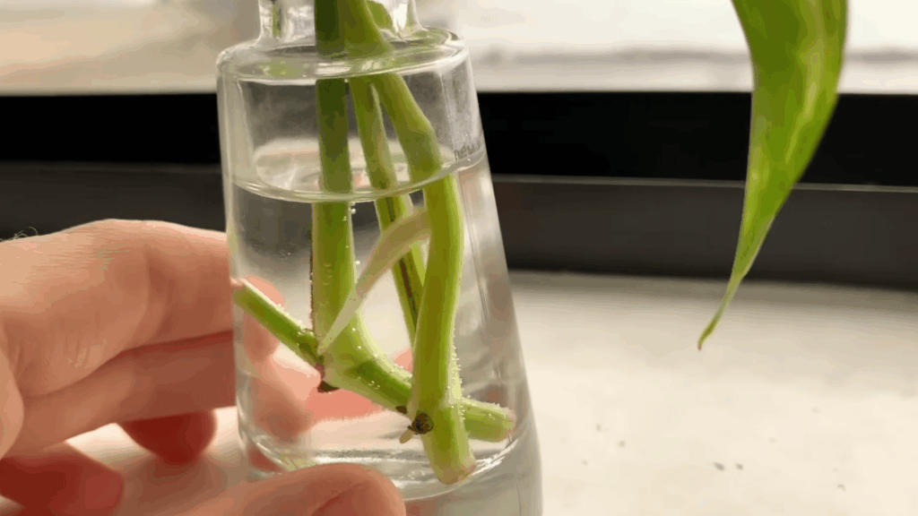 Step 6 Wait for Roots to Develop