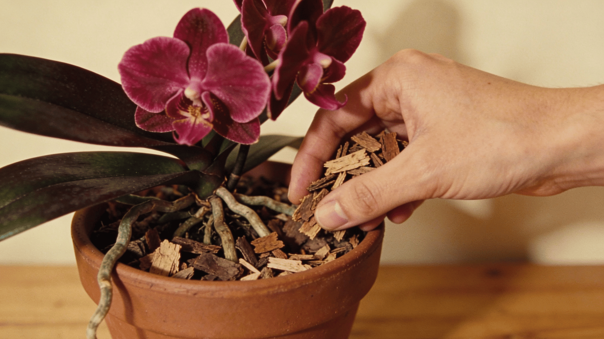 best orchid potting mix for beginners