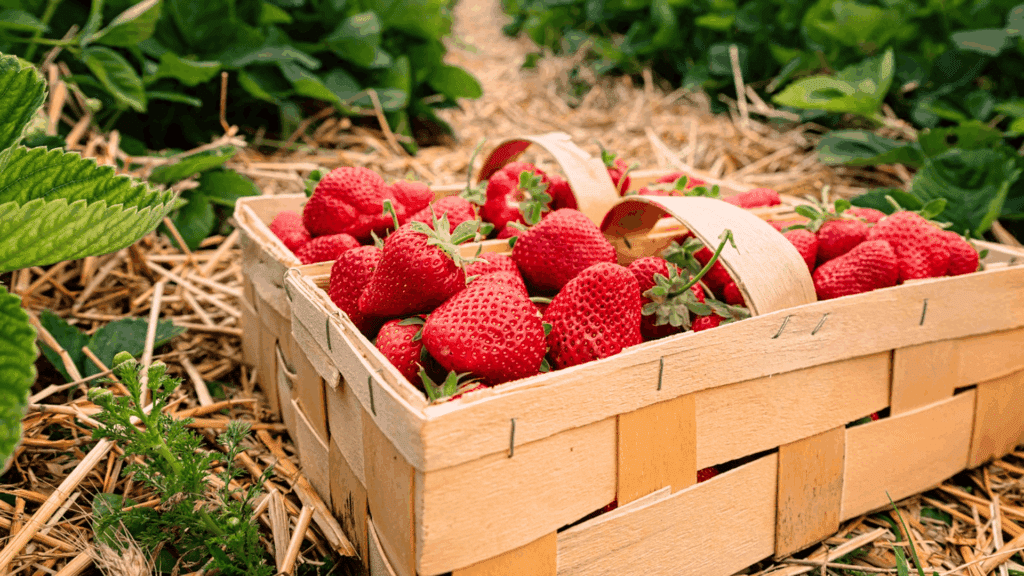best time to grow strawberries
