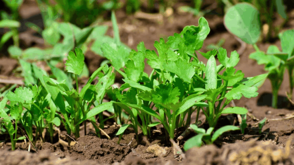 cilantro growing conditions.
