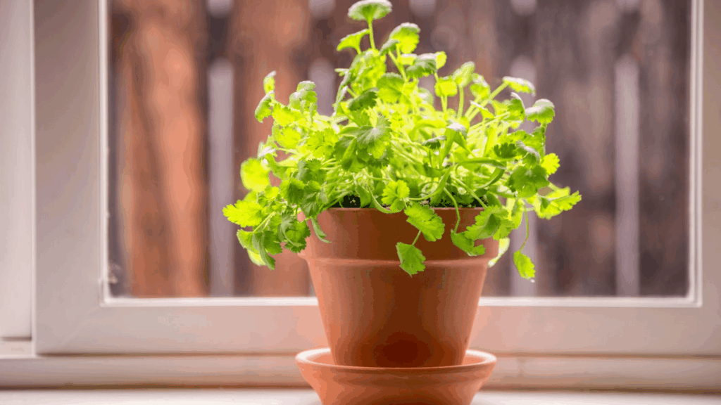 cilantro growing conditions