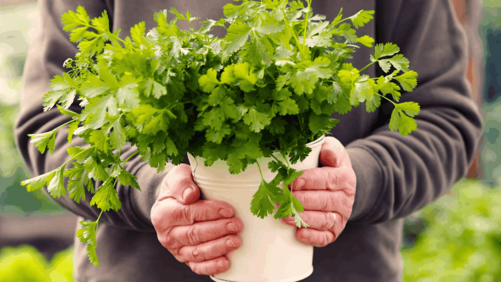 cilantro growing conditions