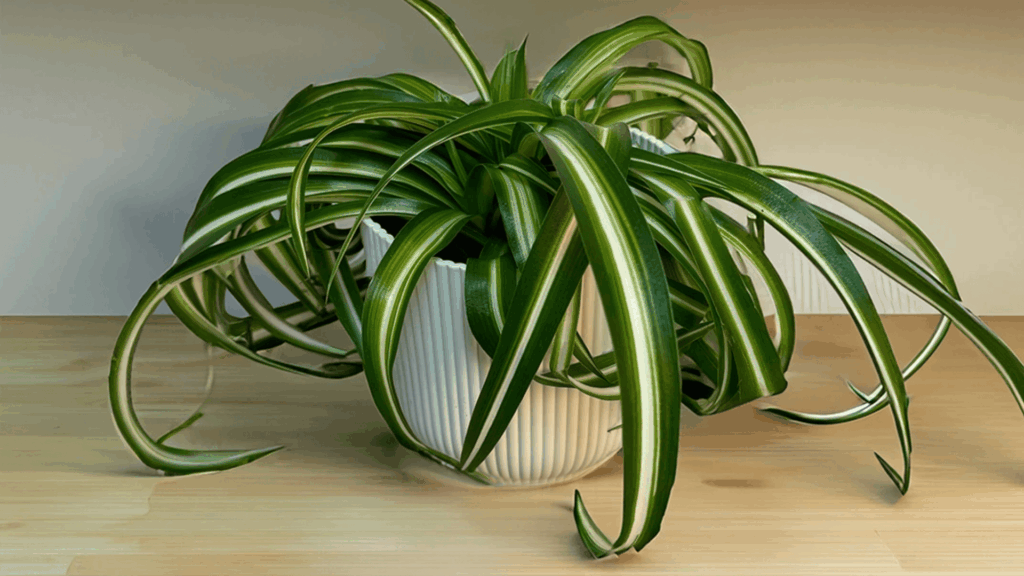 curly spider plant