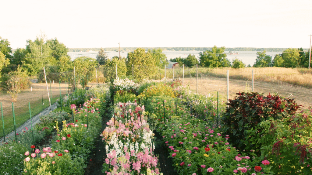 cut flower garden layout