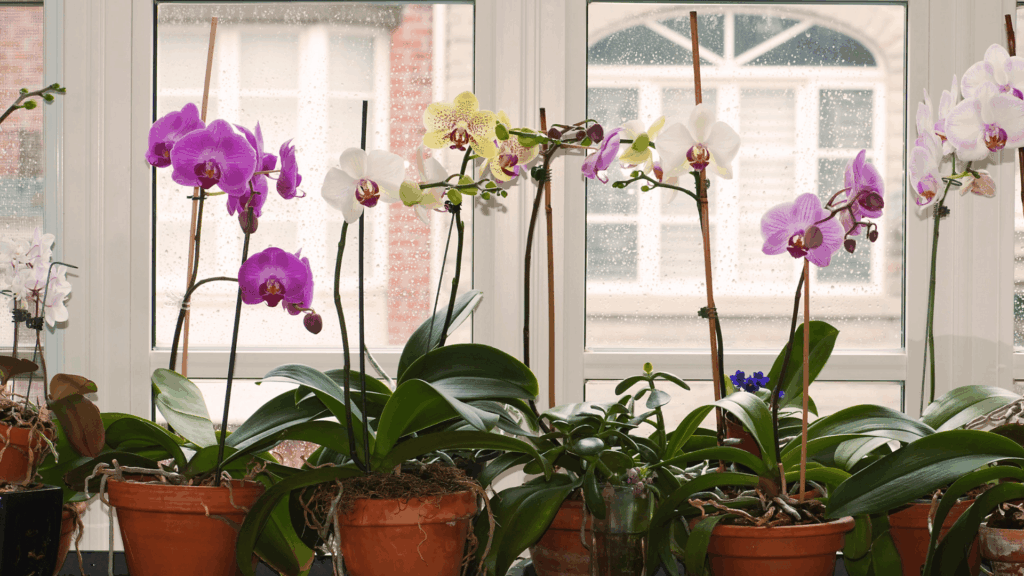 do orchids need sunlight