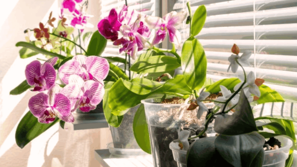 do orchids need sunlight featured image