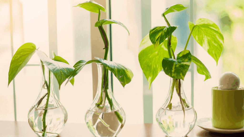 how to propagate a pothos