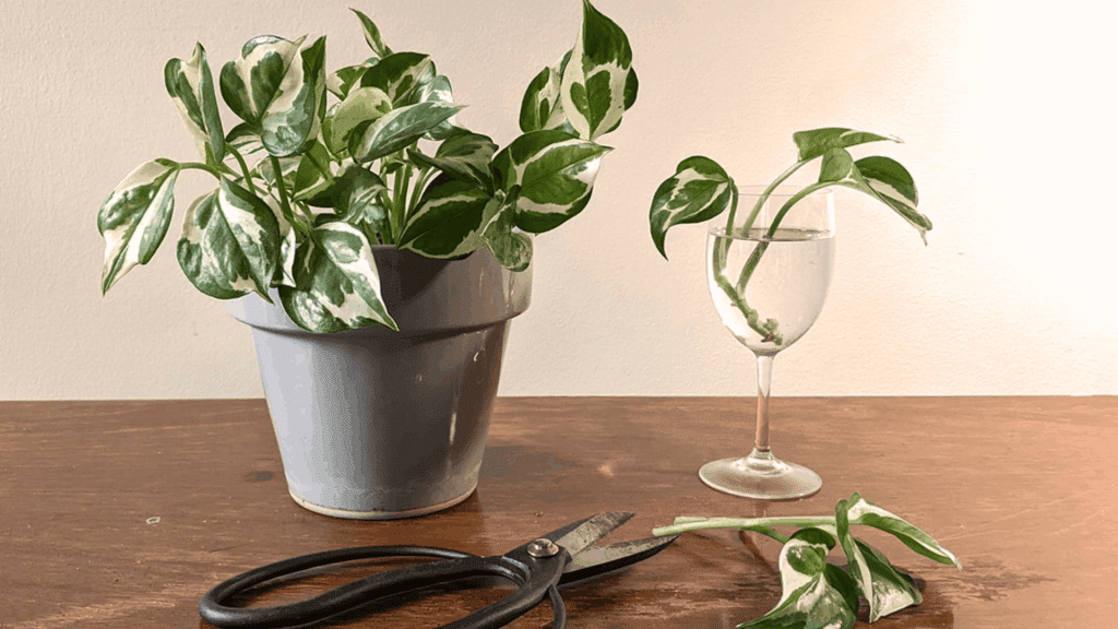 how to propagate a pothos