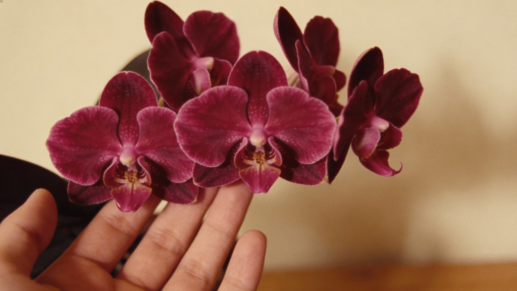 how to take care of orchids .