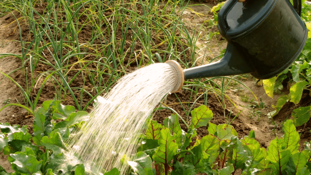 should i water my garden every day