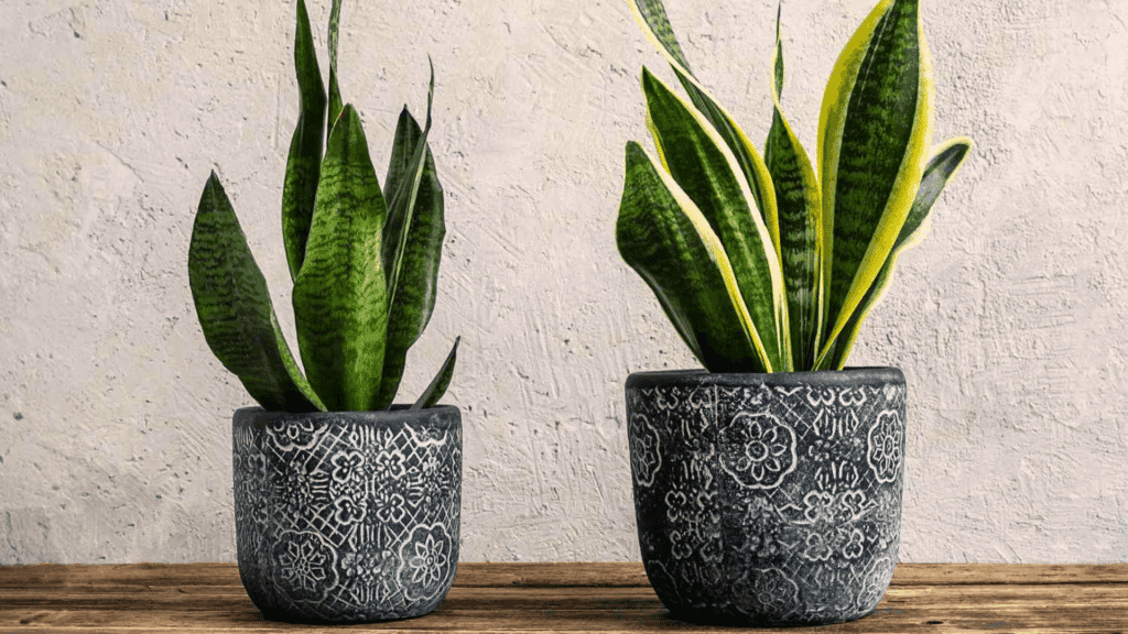 snake plant care featured image