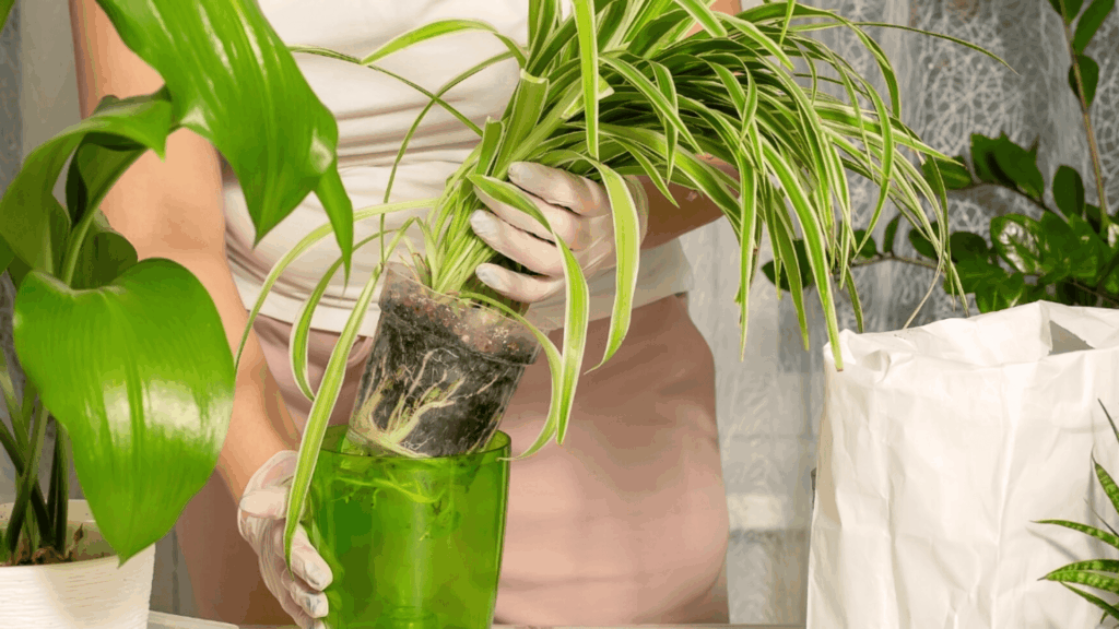 spider plant benefit