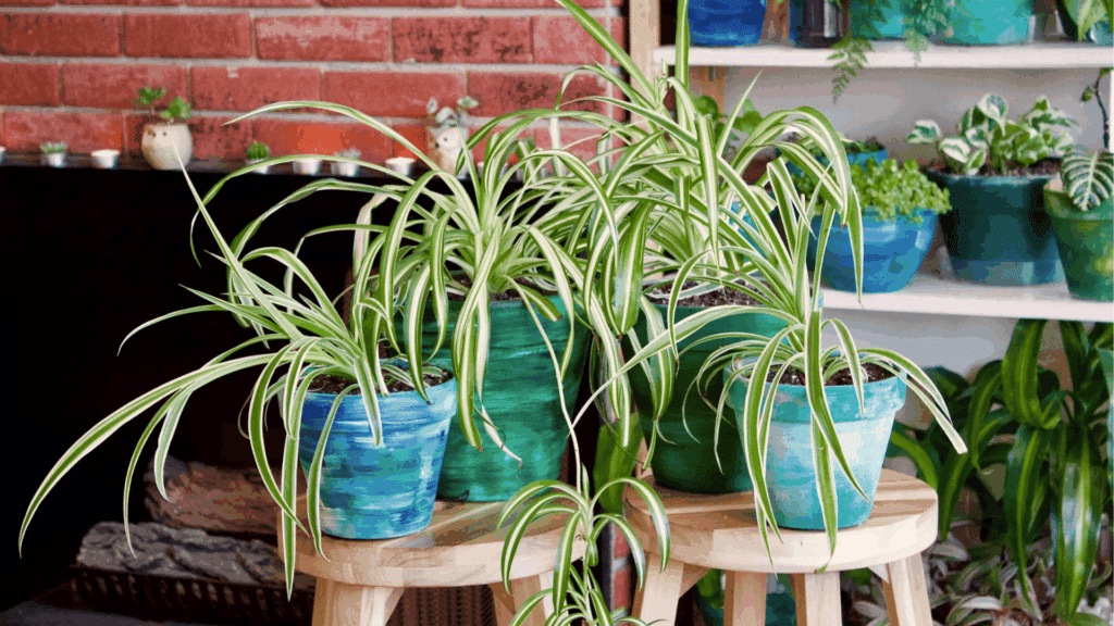 spider plant benefit