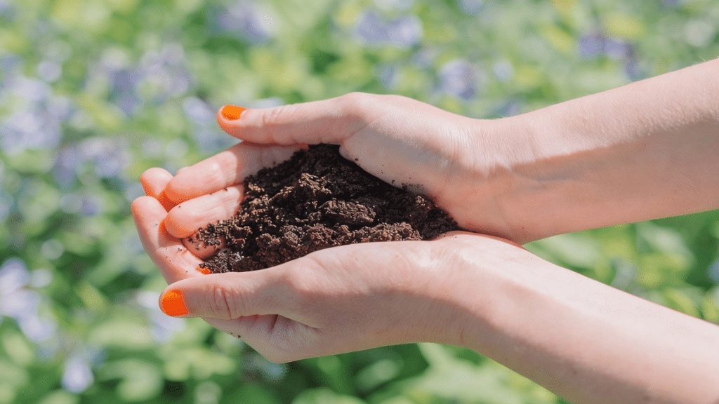 use coffee grounds as mulch