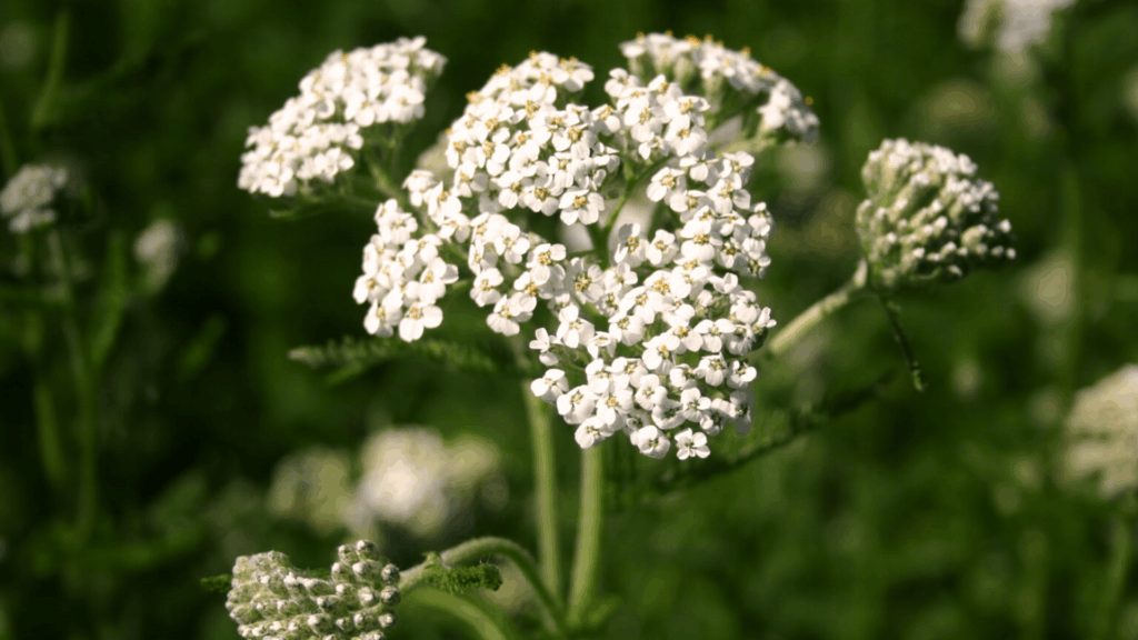 what is yarrow good for