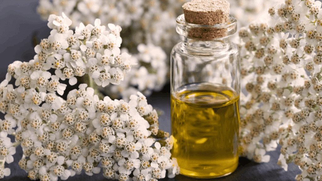 what is yarrow good for.