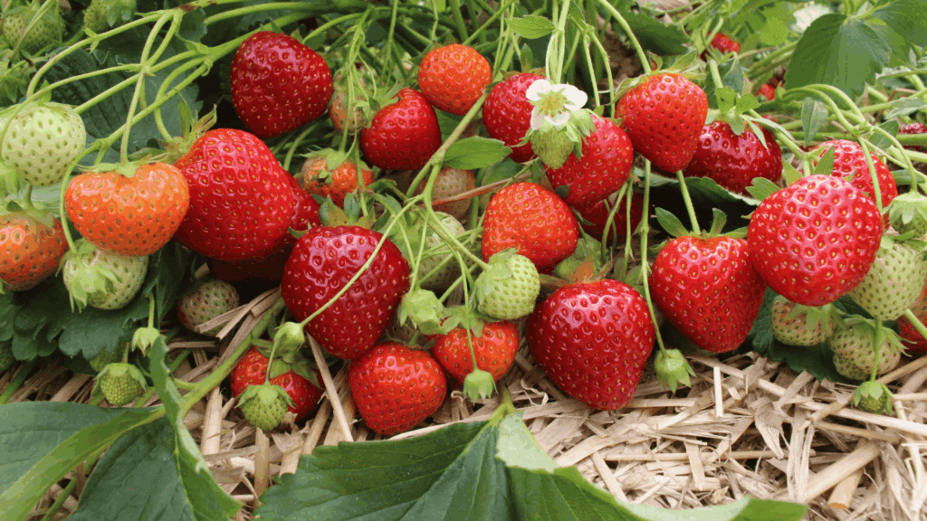 when do strawberries grow