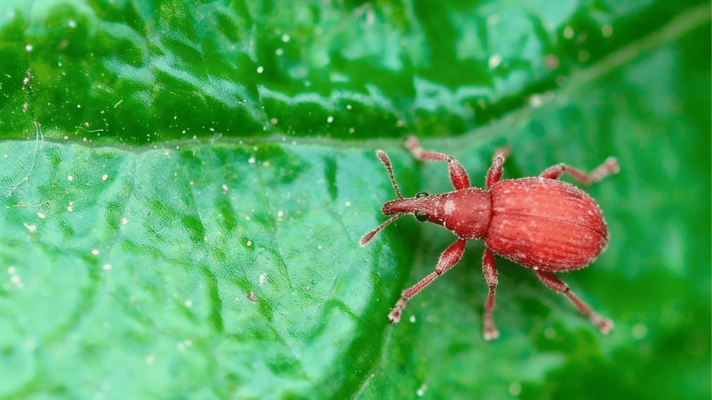 why chiggers thrive in yards