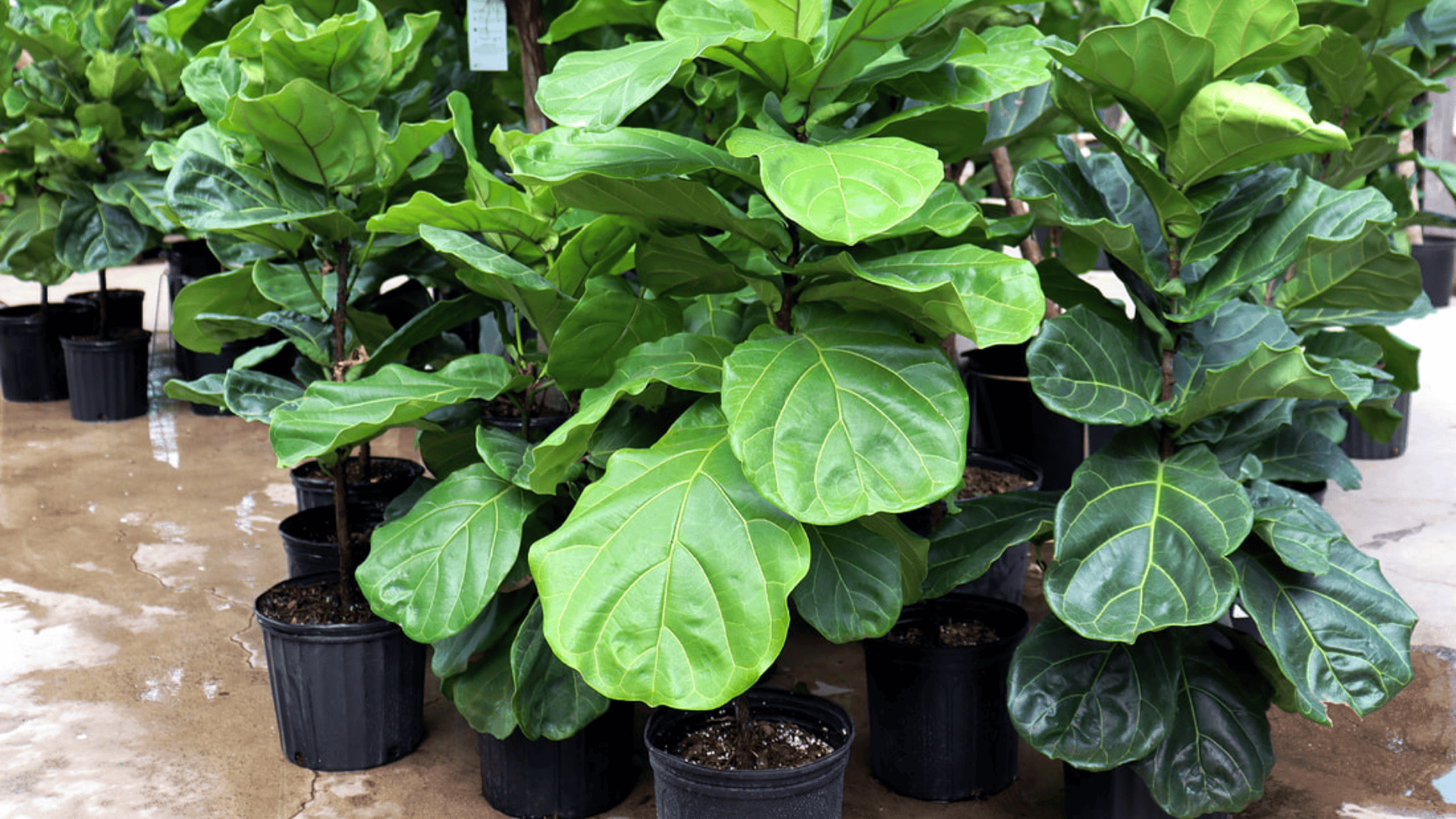 Ficusas How to Care for Ficus Lyrata as a Begginer? - Opple House