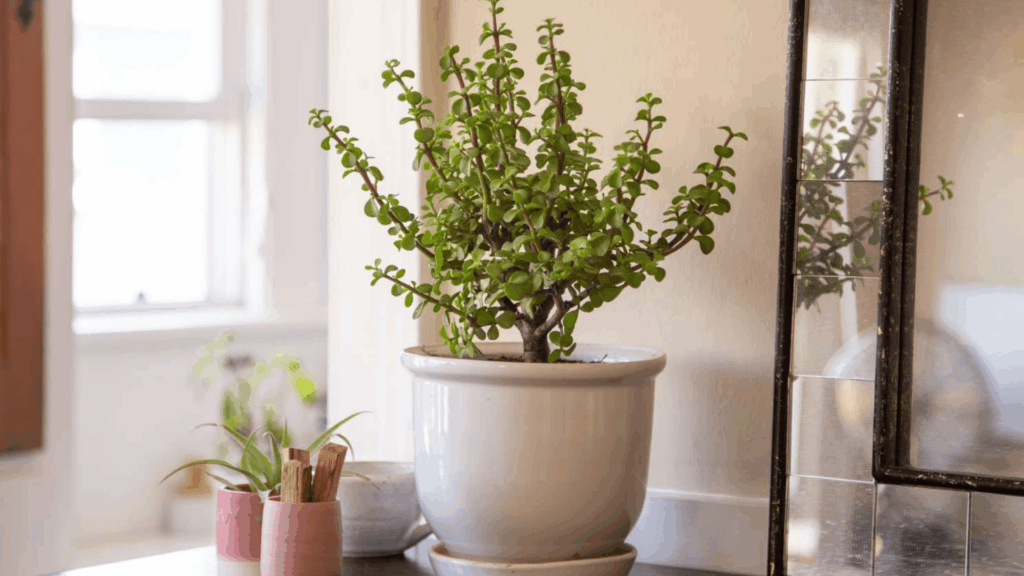 About Jade Plants