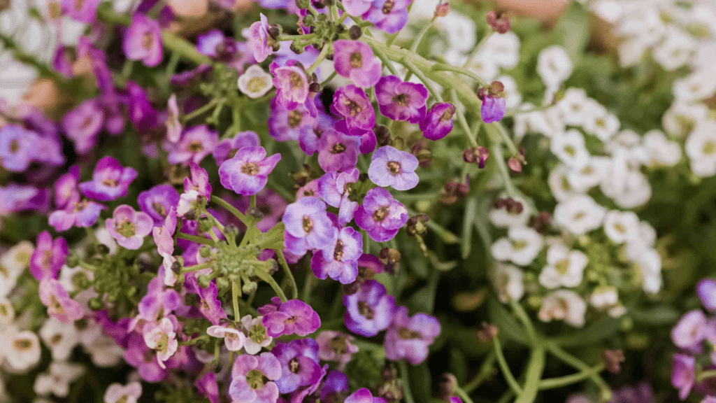 Alyssum