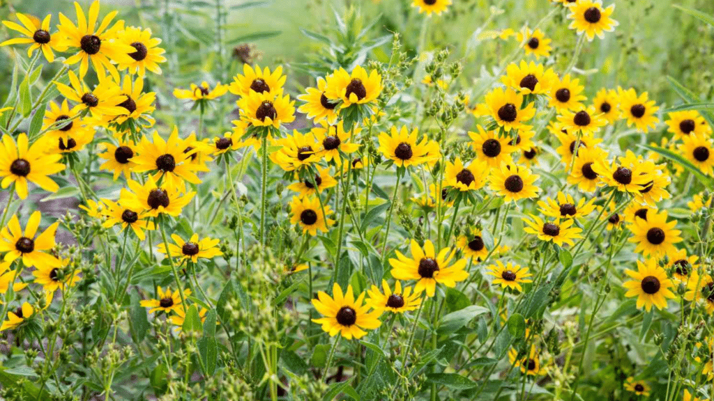 Black Eyed Susan