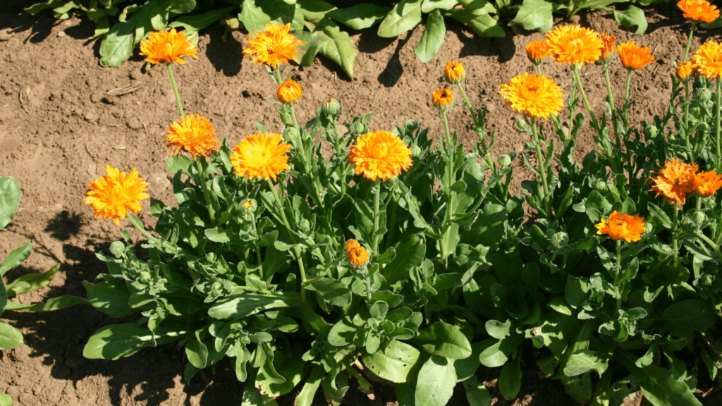 Calendula