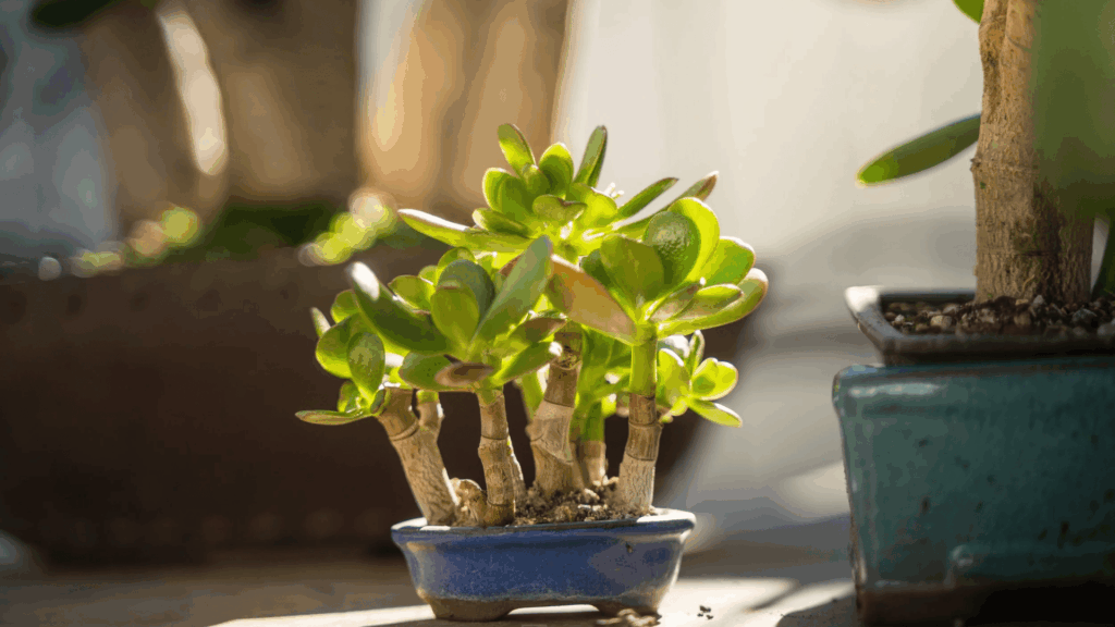 Essential Tips for Success