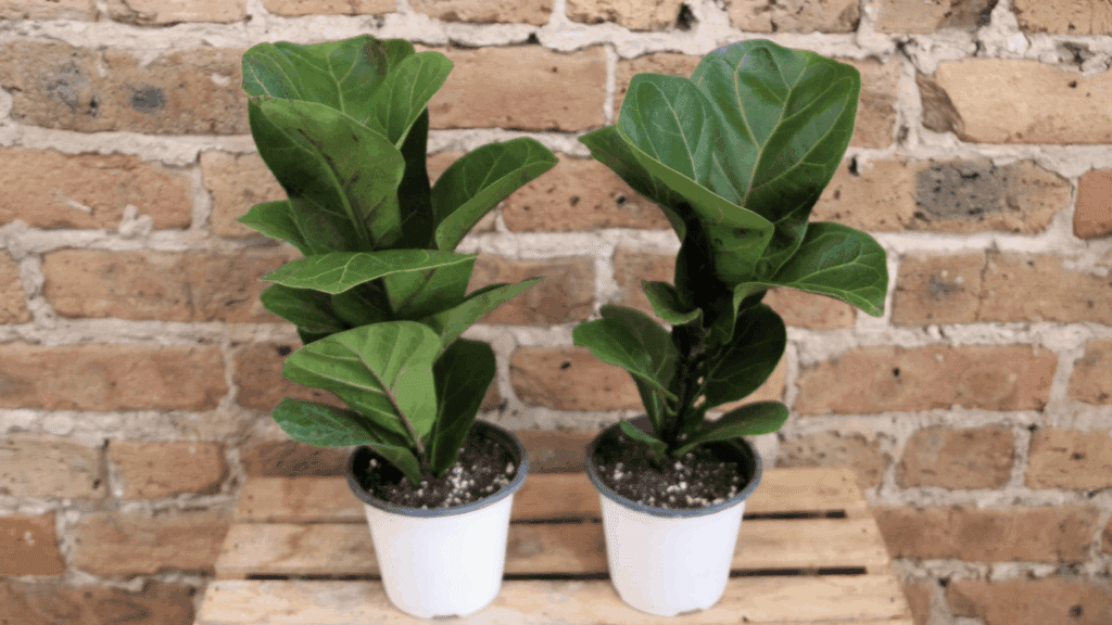 How to Prevent Pests on Ficus Lyrata