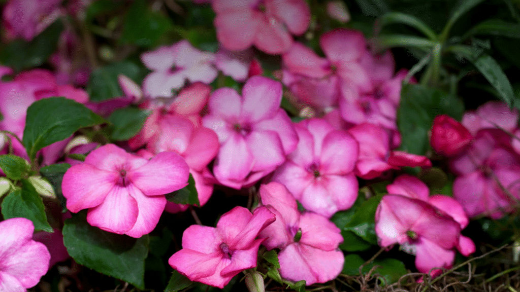 Impatiens
